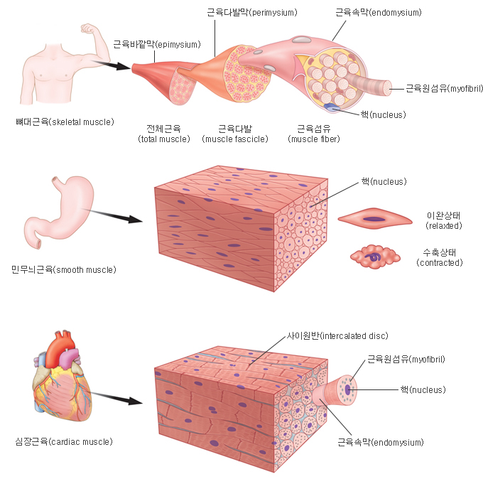 e-Histology